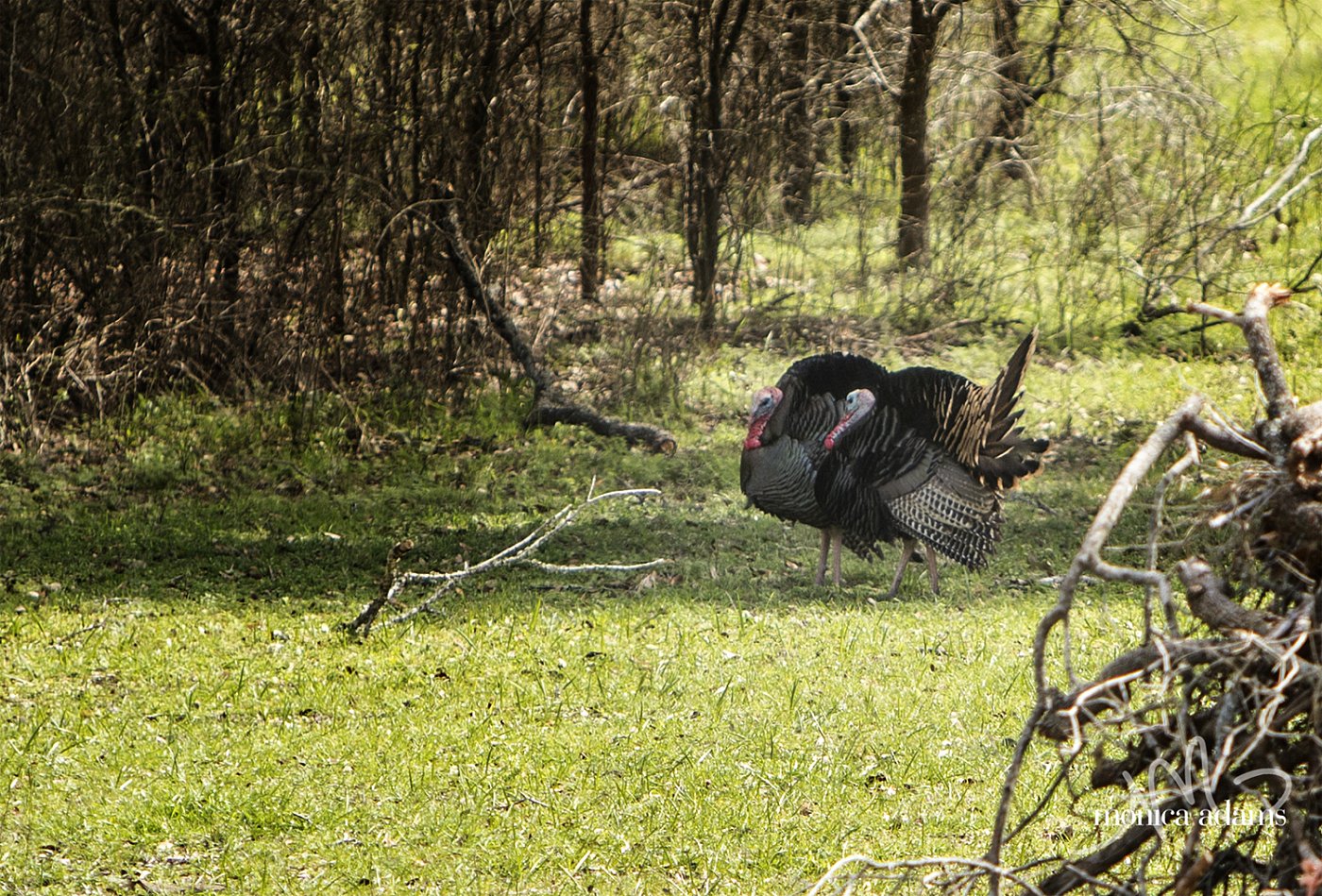 Wild Turkeys