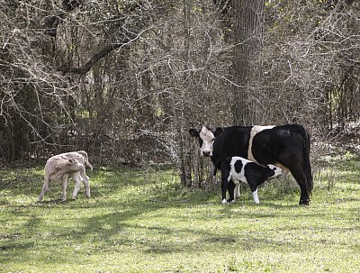 Oreo and MiniMe with BJ II